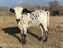 TESSIE'S HEIFER